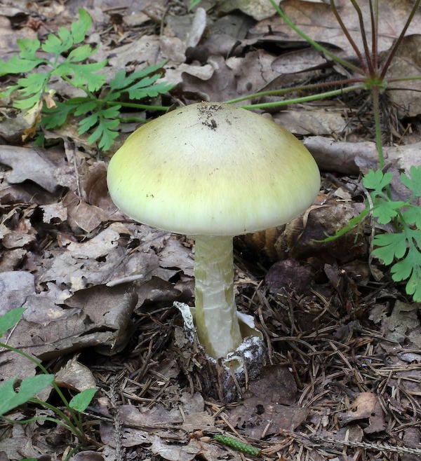 Death cap mushroom