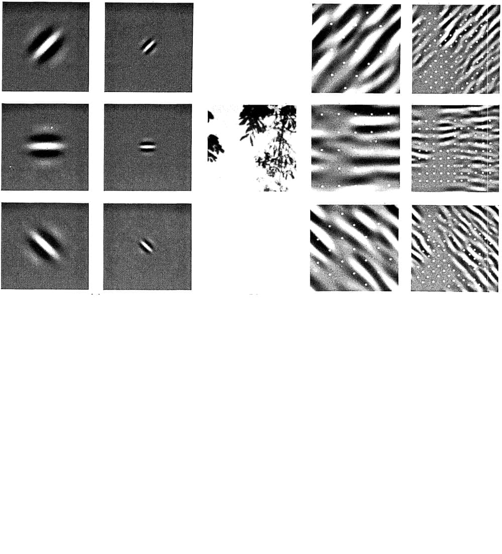 Visual cortex hierarchical processing